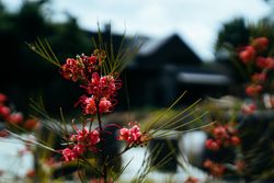 Fuchsia colored flowers with house in background