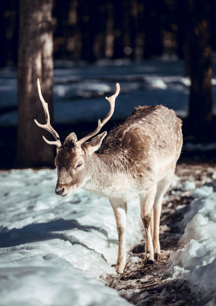 Deer pasturing near trees between snow