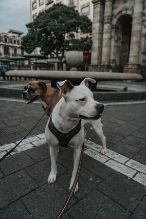 Boxer dog walking with Staffordshire terrier in street