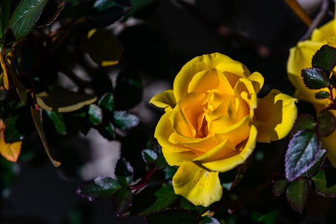 Close up of yellow rose flowers