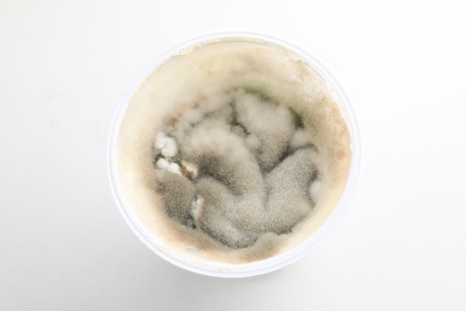 Mold, fungus on food, in a storage container.
