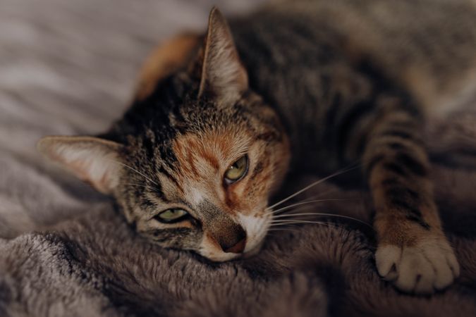 Cat lying on comfortable bed