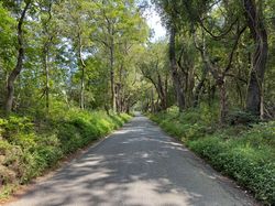 Forest drive of Salem Church Road, King George, VA