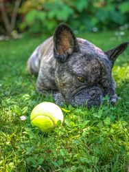 Resting French Bulldog