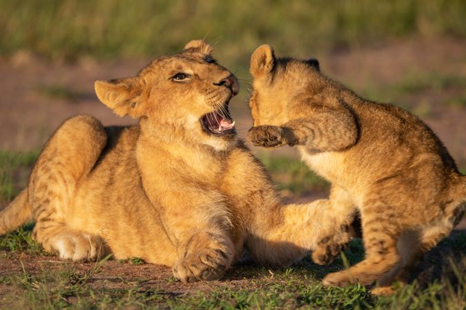 Close-up of lion cubs fighting in grass