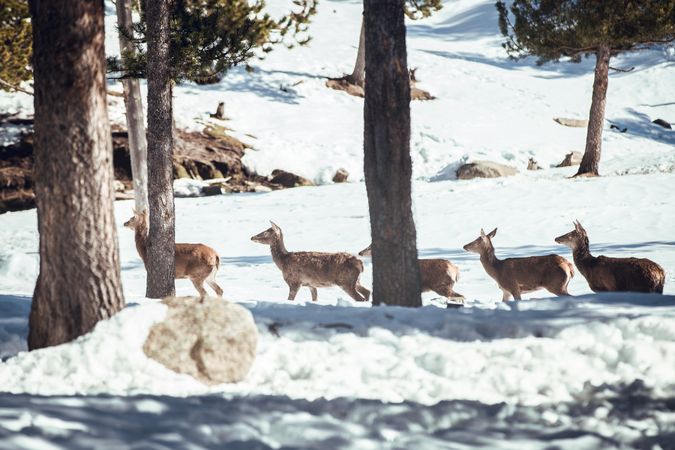 Noble deers near trees between snow