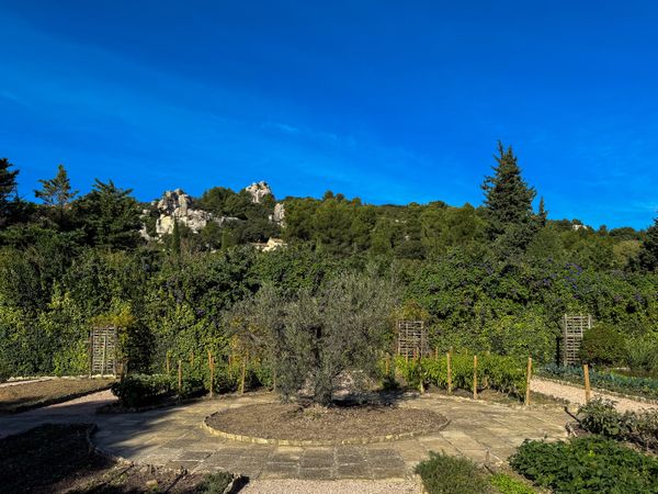 Olive tree at the centre of  garden in the Baux-de-Provence