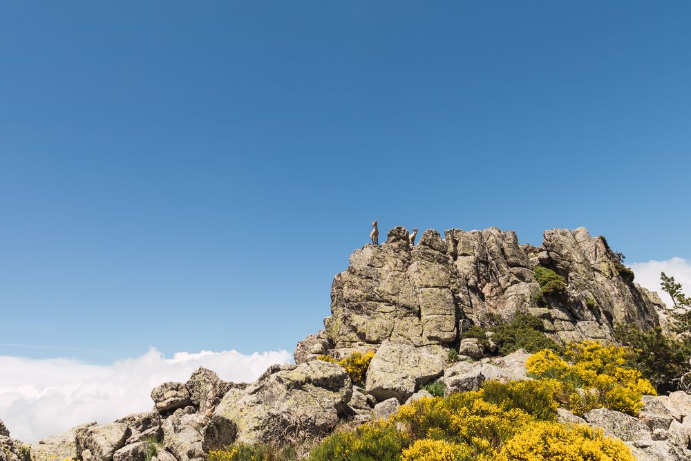Young goats on high stone on background of blue sky