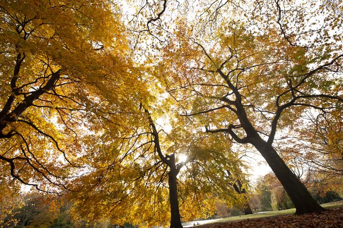 Landscape of autumn park