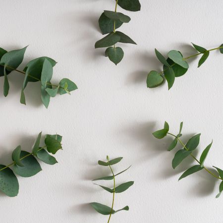 Eucalyptus leaves on light background