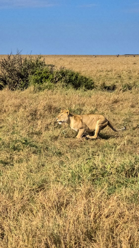 Lioness running in the savannah in Kenya during a safari