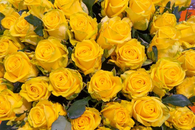 Yellow roses in close up