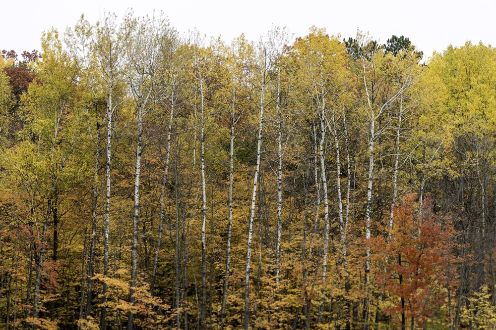 Fall birch trees on fall day