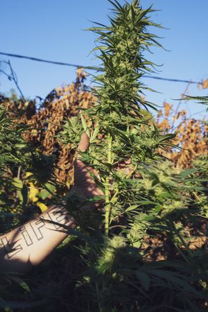 Tattooed arm holding tall marijuana plant growing outdoors