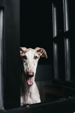 Cute dog looking through window