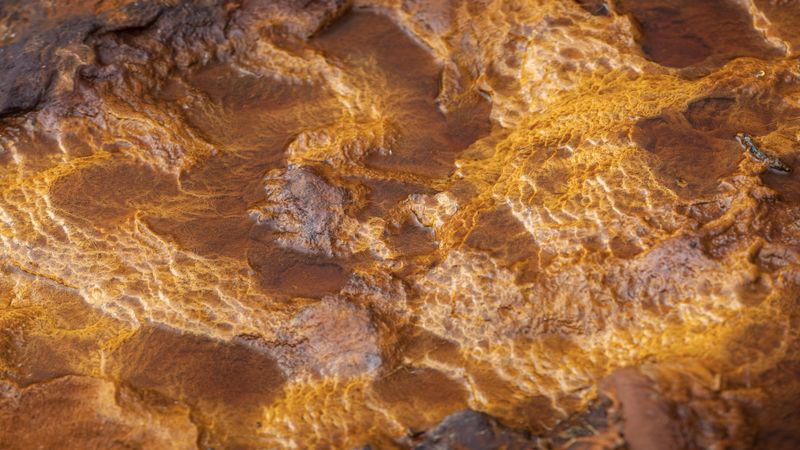 Bright orange splashes in nature