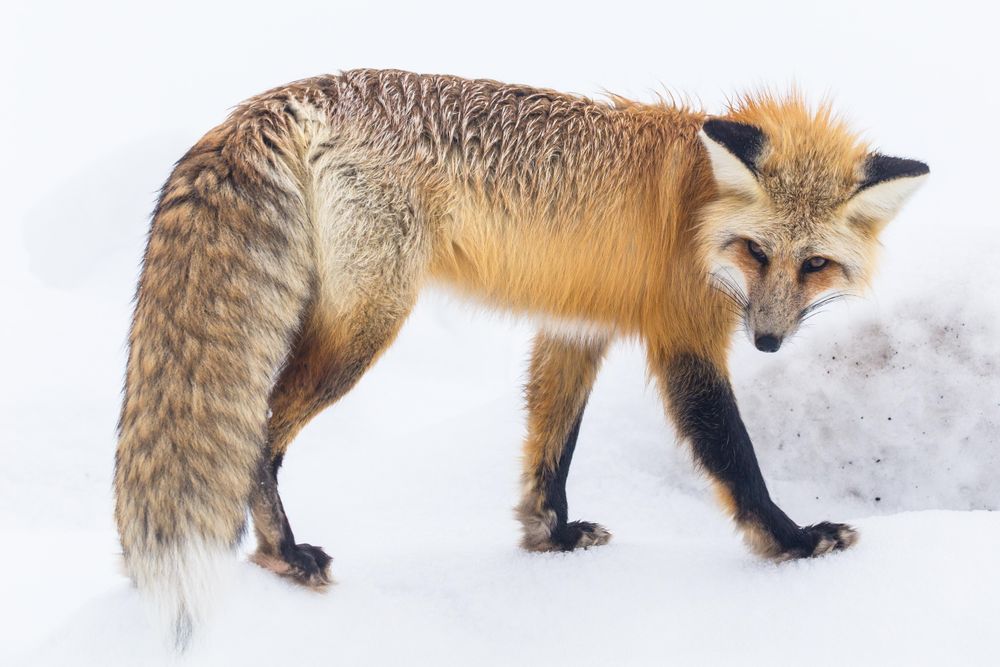 Fox in snow