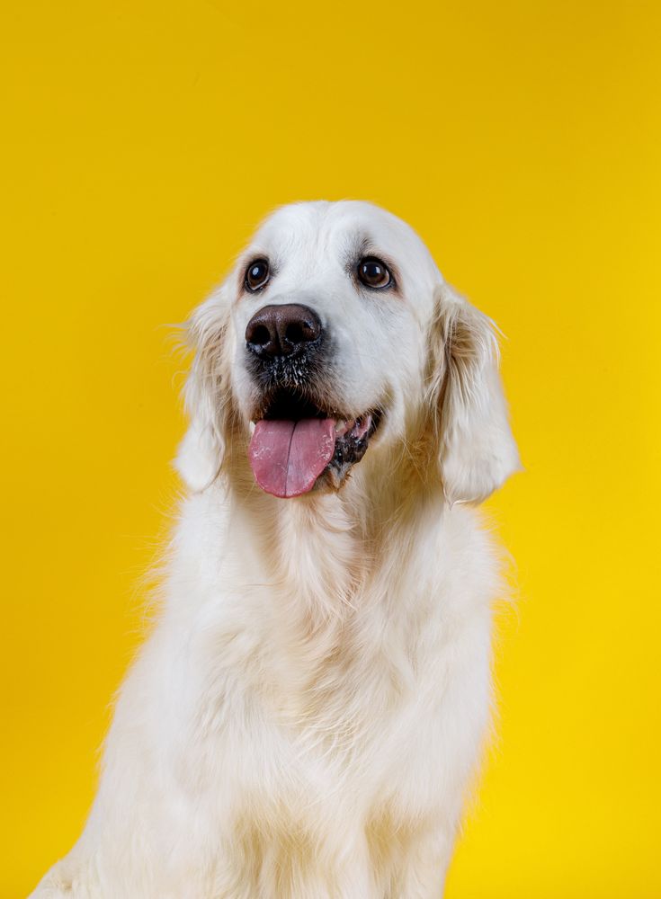 friendly dog with tongue hanging out