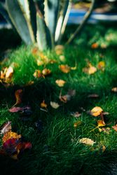 Orange leaves in grass