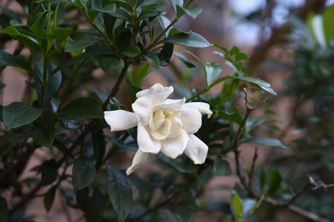 One lone Gardenia on the bush
