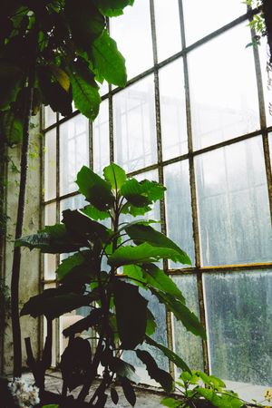 Interior of greenhouse with lush foliage