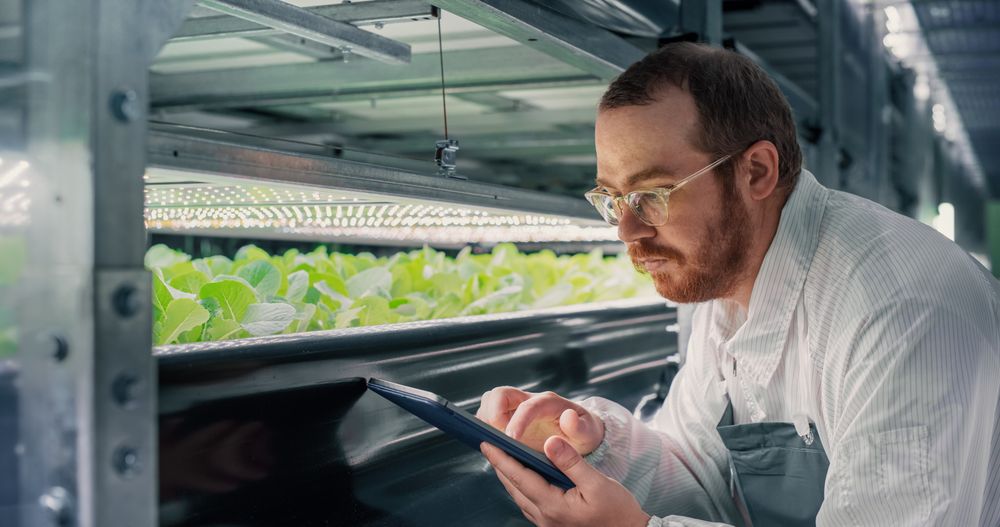 Adult Biology Scientist Closely Inspecting and Analyzing Young Growing Crops. Farming Engineer Using Tablet Computer and Working in a Vertical Farm Next to Rack with Natural Eco Plants