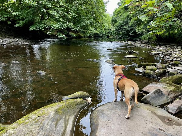 dog looking across a river