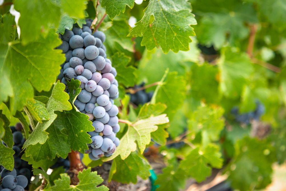 Lush Wine Grapes Clusters Hanging On The Vine