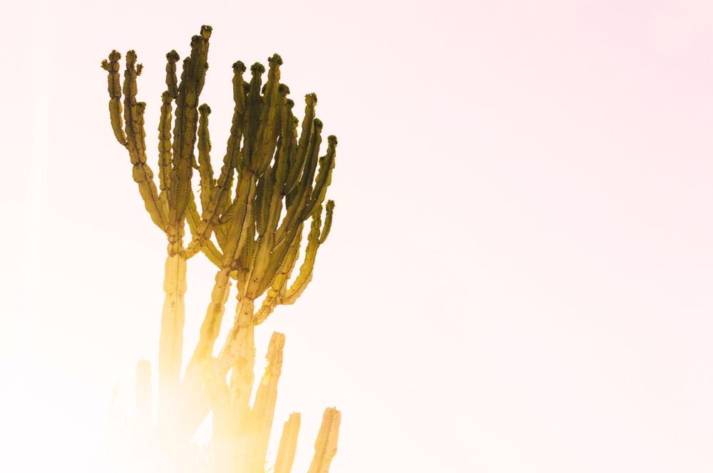 Green cactus on light background