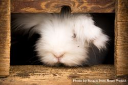 Fluffy rabbit peeking from wooden box 5wG9Z5