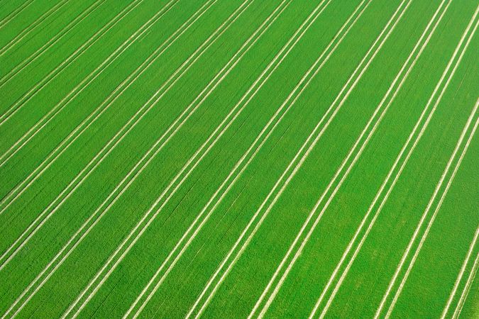 Grain agricultural field, drone aerial view