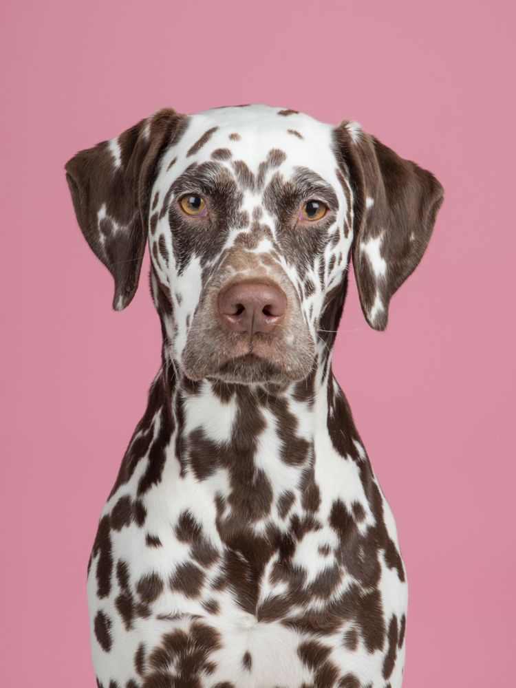 Portrait of a brown potted dalmatian dog facing the camera at a pink background