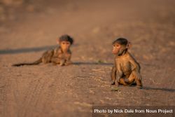 Two Baby Chacma Baboons On Sandy Track Free Photo 48KrJ5 Noun Project