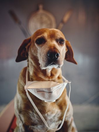 Adorable dog with respirator mask in shaper workshop