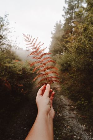 Orange fern frond in autumn forest
