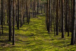 Green grass field with tall tree trunks
