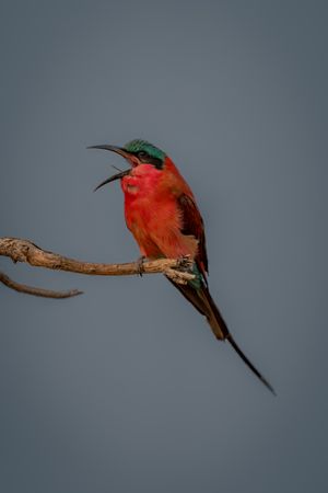 Southern carmine bee-eater sings on dead branch