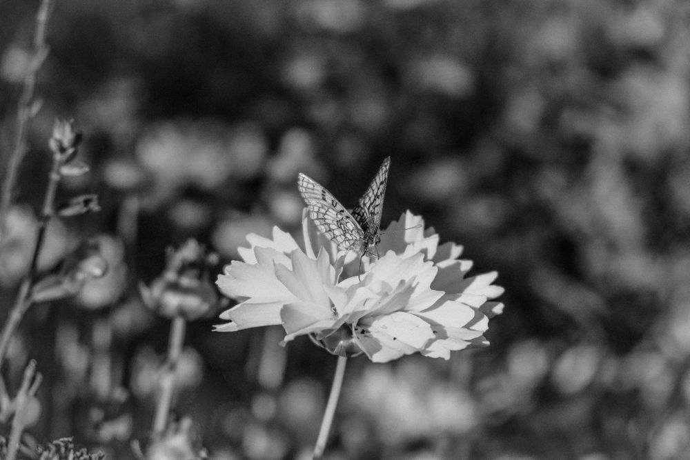 Butterfly perched on flower in b&w