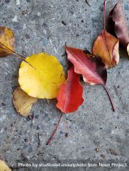 Red, yellow, and brown leaves on concrete, vertical 0vO275