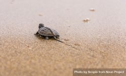 Offspring turtle on seashore 5rBdp5