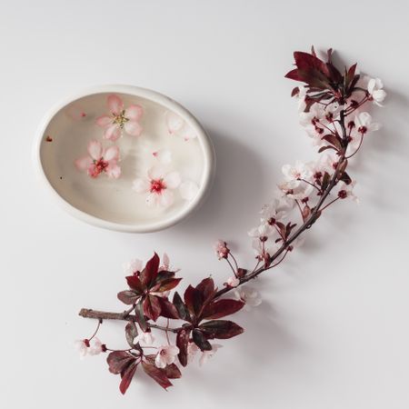 Cherry blossom twig with water bowl on table
