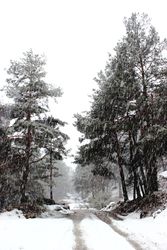 Snowy path in conifer forest
