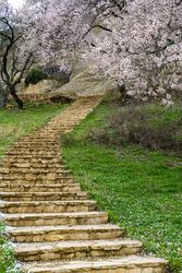 Staircase outside during spring with blooming tree