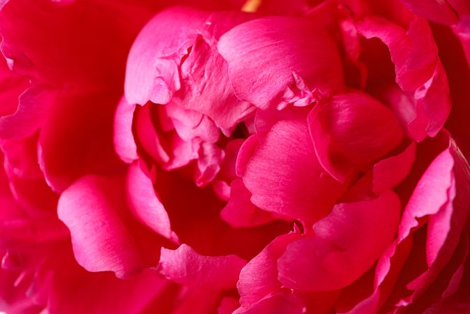 Beautiful pink peony flower as background, closeup