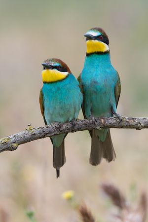 Birds standing on tree branch