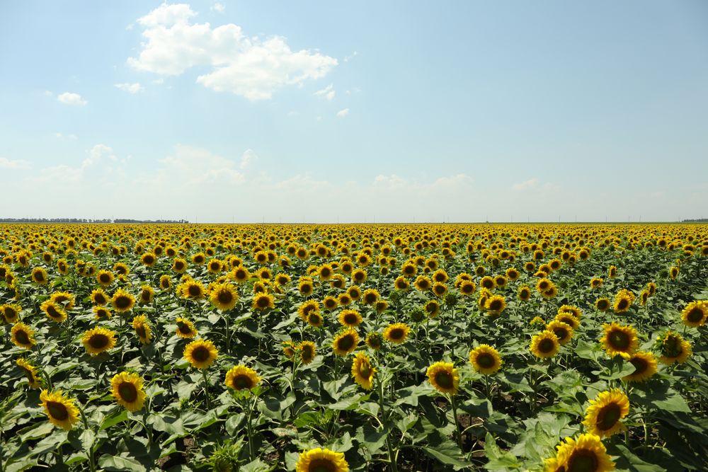 Field of beautiful sunflowers against sky. Summer nature