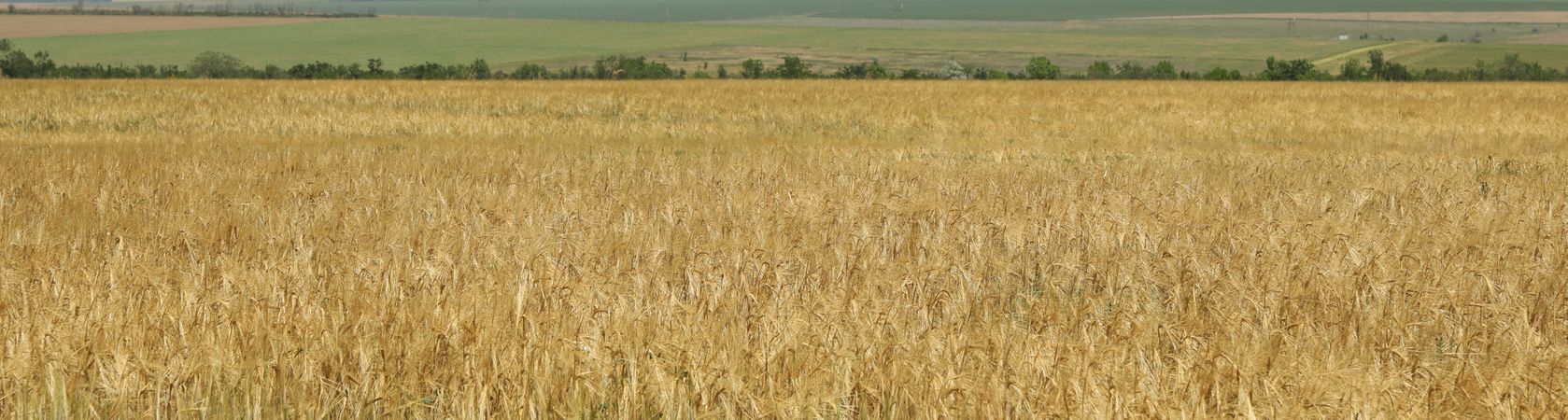 Barley field. Agriculture and farming. First summer harvest