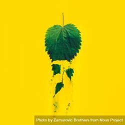 Nettle leaf falling apart with green dust on yellow background 56MGV0