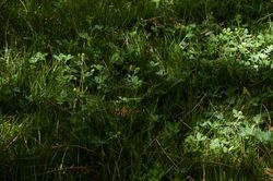 Grass with light spots