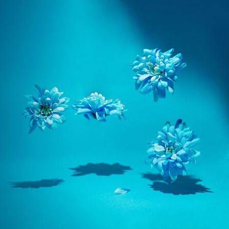 Soft blue spring flowers making scene with lights and shadows